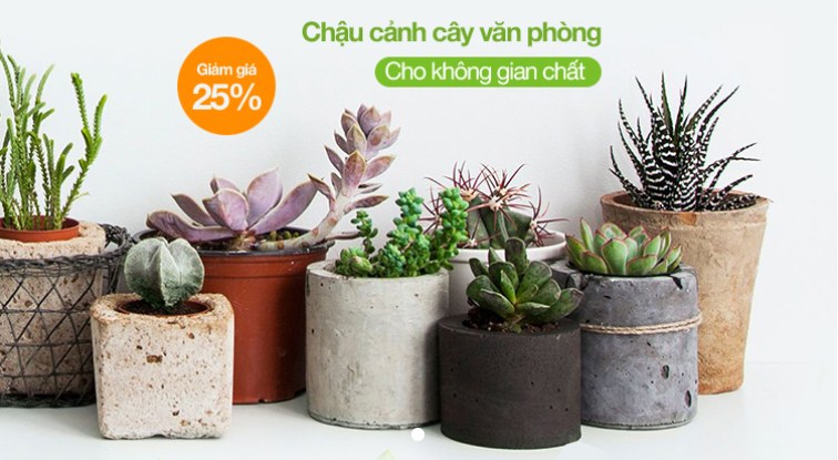 Chậu cây cảnh