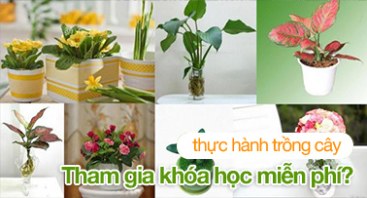 Cây cảnh đẹp