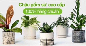 Chậu gốm cao cấp